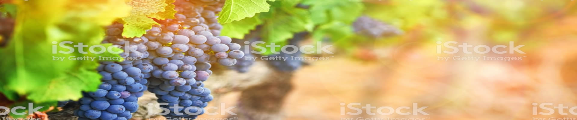 Grapes growing champagne
