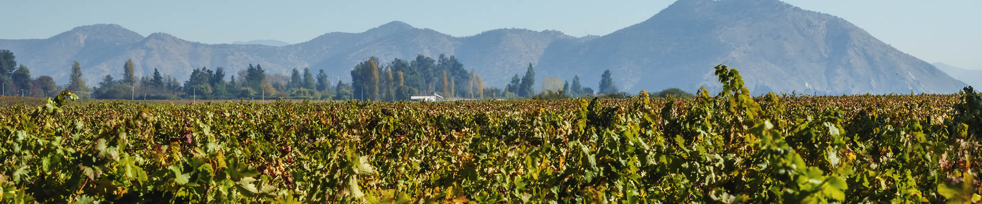 Chilean vineyard